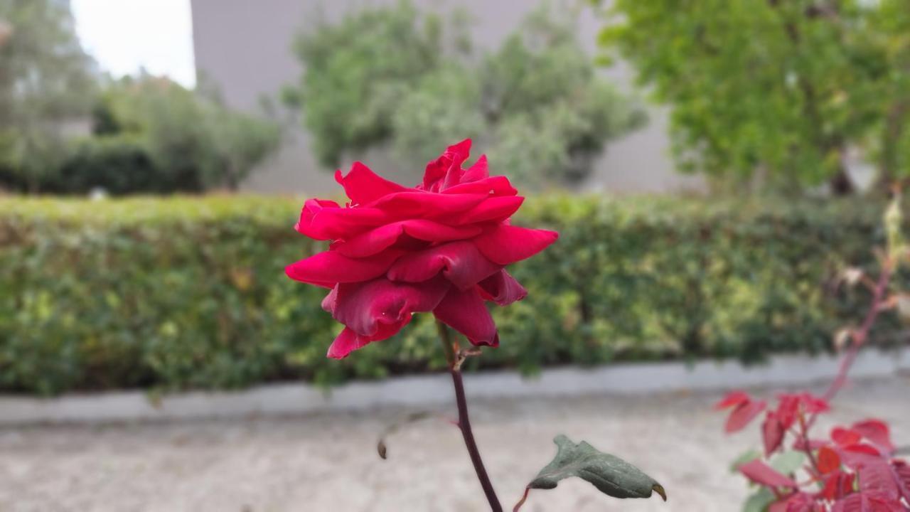 Elina House And Garden Villa Nikiti  Luaran gambar